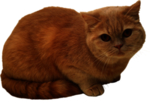 猫 宠物猫 宠物 小猫 猫咪