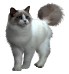 猫 宠物猫 宠物 小猫 猫咪
