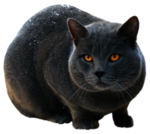 猫 宠物猫 宠物 小猫 猫咪