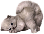 猫 宠物猫 宠物 小猫 猫咪