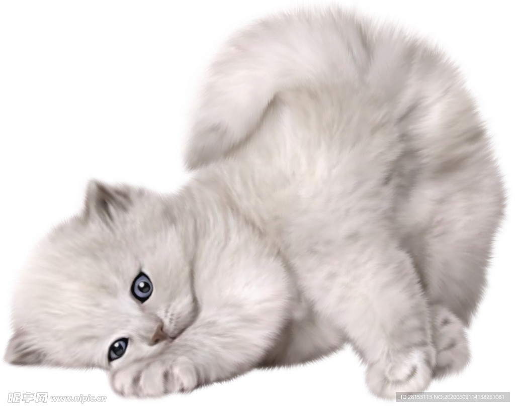 猫 宠物猫 宠物 小猫 猫咪