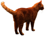 猫 宠物猫 宠物 小猫 猫咪