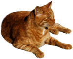 猫 宠物猫 宠物 小猫 猫咪