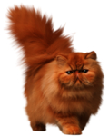 猫 宠物猫 宠物 小猫 猫咪