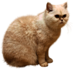 猫 宠物猫 宠物 小猫 猫咪