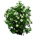 小清新植物