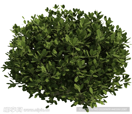 小清新植物