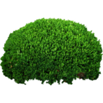 小清新植物