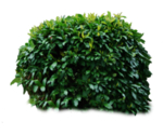 小清新植物