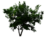 小清新植物