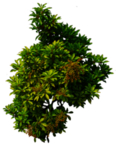 植物树叶