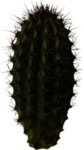 仙人掌