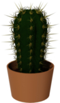 小清新植物