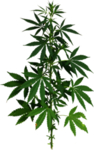 小清新植物