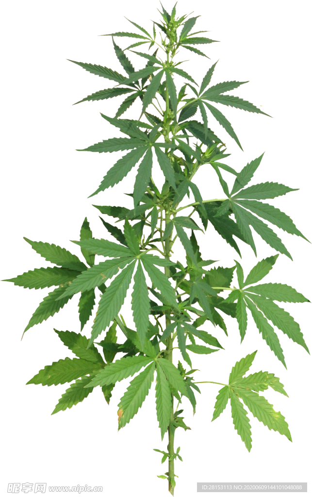 小清新植物