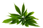 小清新植物