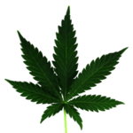 小清新植物