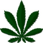 小清新植物