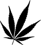 小清新植物