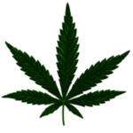 小清新植物