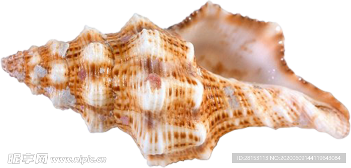 海螺 壳 海洋 背景 水产 贝