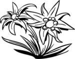 花瓣 花朵 粉色 紫色 桃花