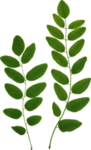 植物