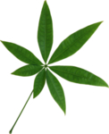 植物