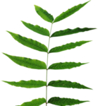 植物