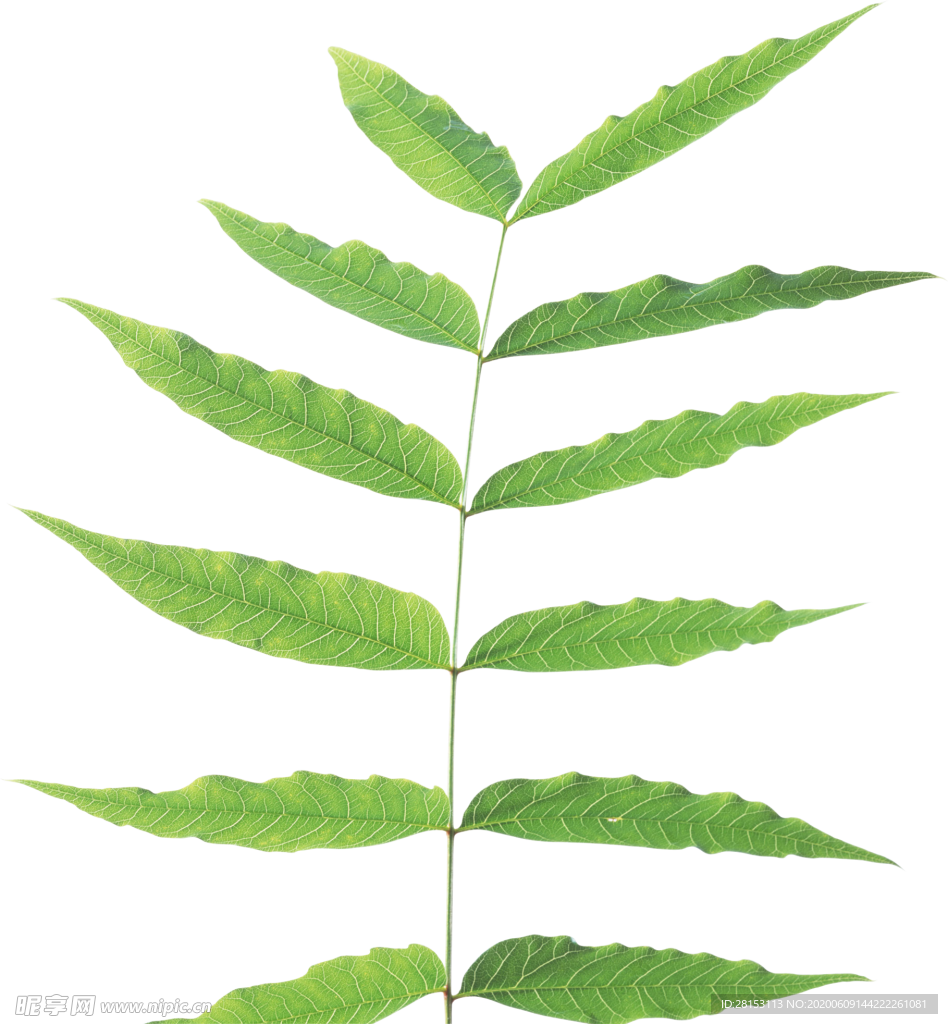 植物