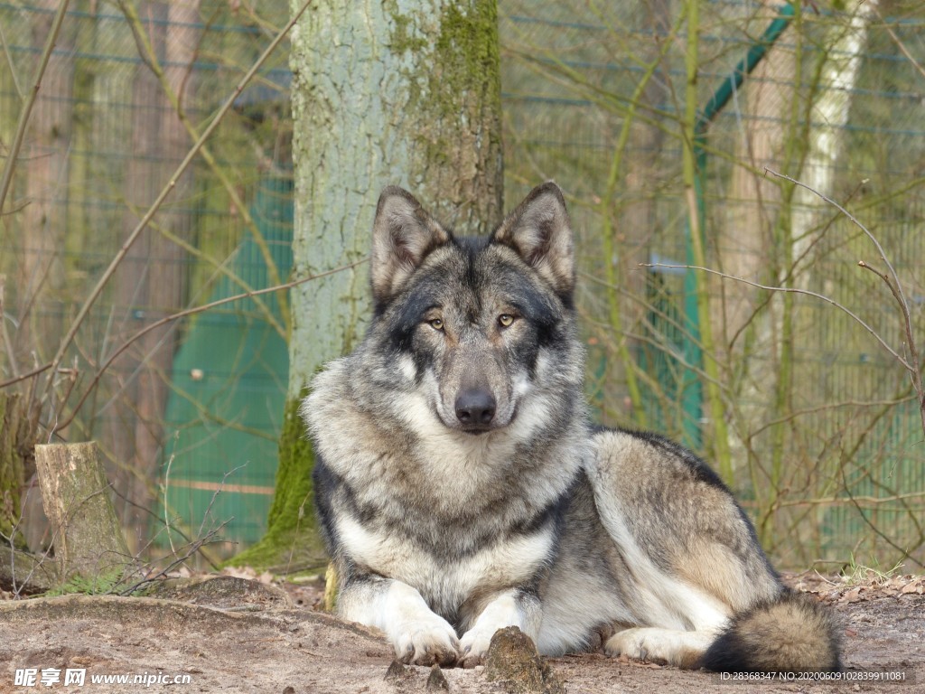 狼