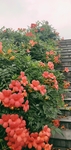 喇叭花
