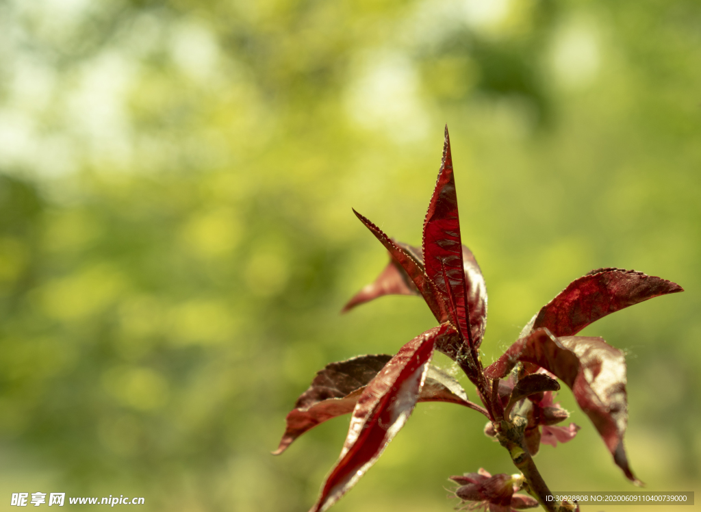 春天绿色植物红色植物高清摄影图