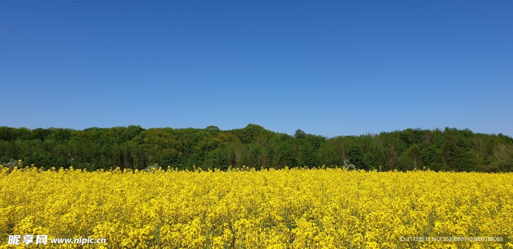 天空 树林 花田
