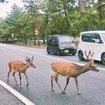鹿