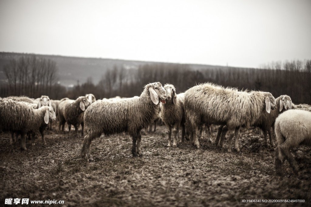 黑白动物羊群图片