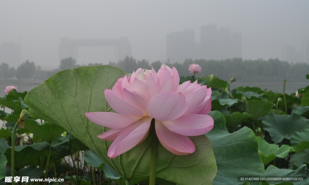 荷花