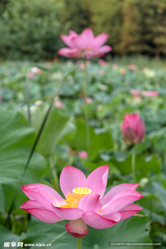 荷花