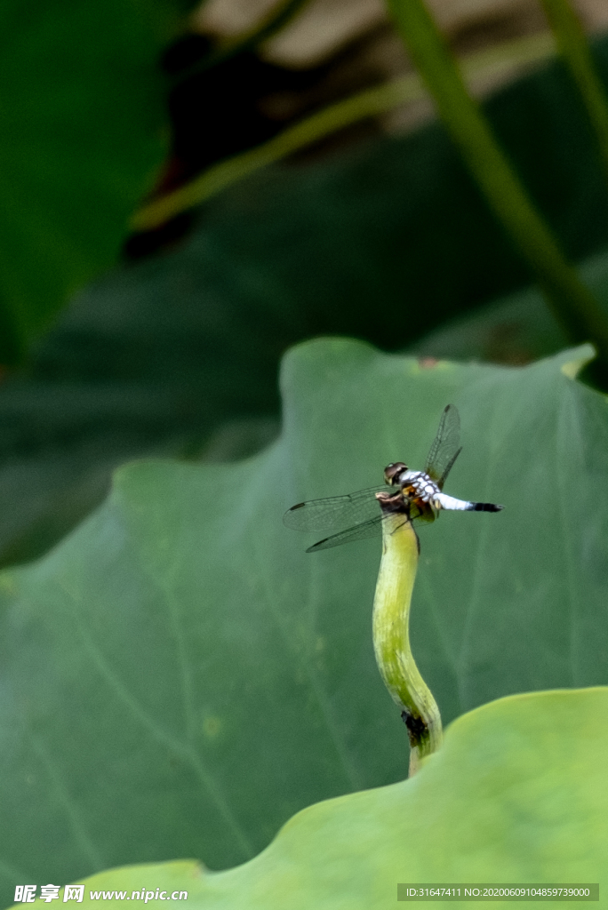 蜻蜓点水
