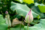 蜻蜓点水