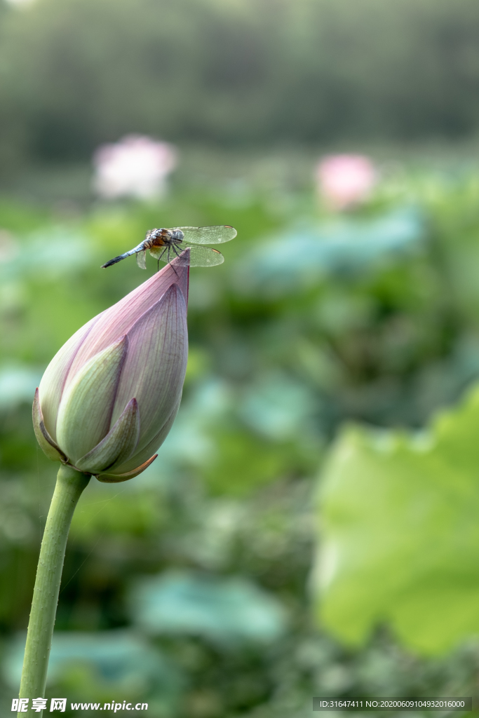 蜻蜓点荷苞