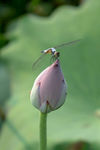 蜻蜓点水