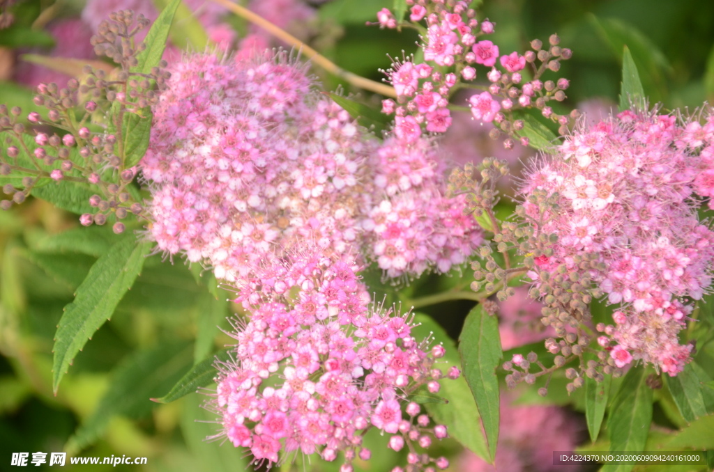 粉花绣线菊