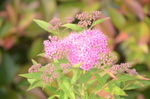 粉花绣线菊