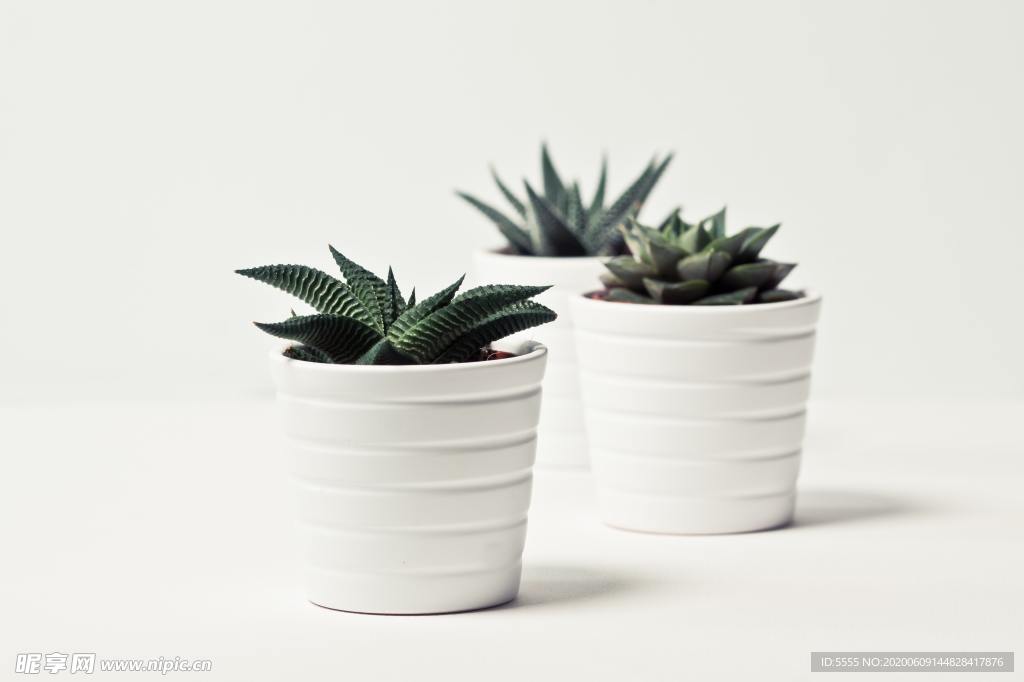 绿植多肉