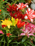 百合花