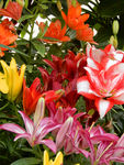 百合花