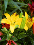 百合花