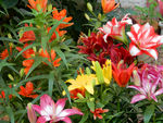 百合花