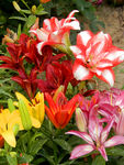 百合花